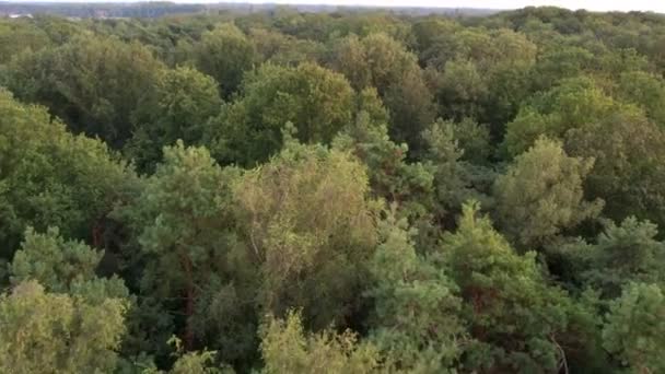 Letecký pohled na ptáky létající nad krásným mírným jehličnatým lesem, který se pohybuje nad vrcholky stromů a ukazuje úžasné různé zelené borovicové lesní barvy. Vzduch bzučí, letí nízko nad hustou lesní krajinou — Stock video