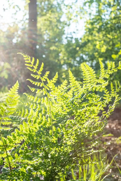 Közönséges kardpáfrány, Boston Fern Nephrolepis exaltata LOMARIOPSIDACEAE induzium. Zöld levelek fák lógnak az erdőben — Stock Fotó