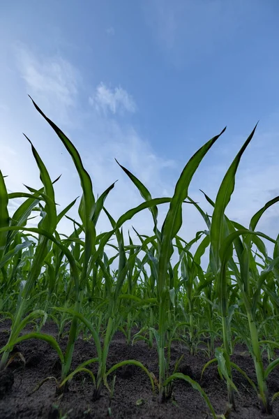 Ladang jagung, peternakan. Penutup puncak daun-daun silage maize terhadap langit biru. Jagung tanaman di ladang jagung, sudut pandang rendah — Stok Foto