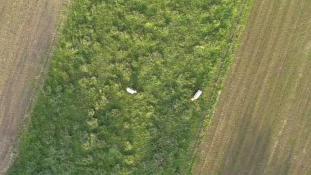 Drone aéreo de baixa altitude disparado sobre o campo de milho verde mostrando grandes folhas de milho tornou-se alimento básico em muitas partes do mundo com a produção total superando a de trigo ou arroz 4k de alta qualidade — Vídeo de Stock