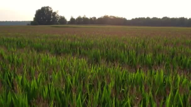 Drone aéreo de baixa altitude disparado sobre o campo de milho verde mostrando grandes folhas de milho tornou-se alimento básico em muitas partes do mundo com a produção total superando a de trigo ou arroz 4k de alta qualidade — Vídeo de Stock