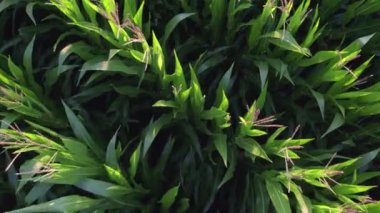 Taze yeşil mısır tarlasının üzerinde uçan hava aracı pervane kanatlarıyla hareket eden bitkileri gösteriyor. Sonra kuadkopter yukarı hareket ediyor ve ekin tarlası 4k 'nin tamamını gösteriyor.