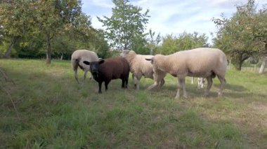 Bir grup koyun, doğanın güzelliğini sergileyerek, sakin bir günün tadını çıkarıyorlar.