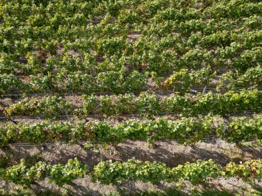 Trois-Puits, Reims, Marne, Grand-Est, France, August, 28th, 2025, Champagne Area, An aerial view shows flourishing vineyard rows of vibrant green grapevines, showcasing natures beauty