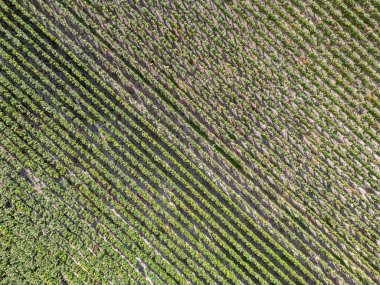 Trois-Puits, Reims, Marne, Grand-Est, France, August, 28th, 2025, Champagne Area, Stunning aerial view showcasing vibrant green crop rows in a striped pattern. Ideal for agricultural themes.