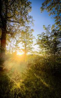 A beautifully tranquil forest scene captured at sunrise, showcasing warm light gently filtering through trees