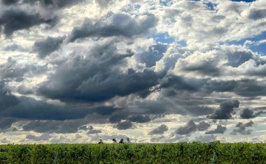 Trois-Puits, Reims, Marne, Grand-Est, Fransa, 28 Ağustos 2025, Champagne Area, çarpıcı bir kara bulut manzarası canlı bir üzüm bağıyla çelişiyor, güzelliği ve dramı yansıtıyor..