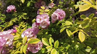 Parlak yeşil yapraklı pembe çiçeklerin canlı bir gösterisi, doğa severler ve hayranlar için mükemmel.