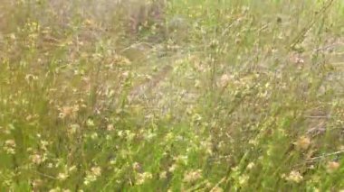 Sıcak meltemde serin yeşil bitkiler, güneşli yaz gökyüzü altında narin tohumların yer aldığı sakin kırsal manzaralar.