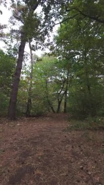 Uzun ağaçların gölgelediği huzurlu orman yolu, bereketli dalların arasından süzülen güneş ışığıyla sakin orman yolu.