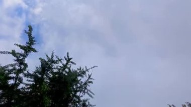 Gökyüzüne bakan ağaç silueti, dallı bulutlu gökyüzü arkaplanı, değişen gökyüzüne ve bulutlara karşı siluetli kozalaklı kozalak.