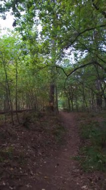 Gizli orman temizliği, sakin toprak yolların yoğun yeşilliklerden geçerek yakalanması zor güneşe doğru ilerleyişi.