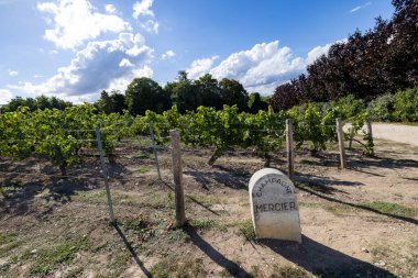 Epernay, Marne, Grand-Est, Fransa, 28 Ağustos, 2025, Champagne Area, Charming Vineyard girişi açık gökyüzü ve yemyeşil sıralar, üzüm bağına geçit taştan işaretli ve davetkar atmosfer