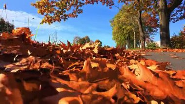 Düşük açılı yaprak halı asfaltta, gevrek turuncu meşe yaprakları yol kenarında serili, rüzgarlı hareket ve güneş ışığı