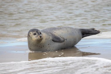 Deniz kenarında tembelce uzanan sakin bir fok doğanın özünü mükemmel bir şekilde yakalıyor.