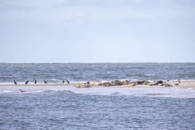 Deniz kuşları, berrak, parlak mavi bir gökyüzünün altında engin okyanusun kenarındaki sıcak kumda huzur içinde tünemiş olarak görülür.