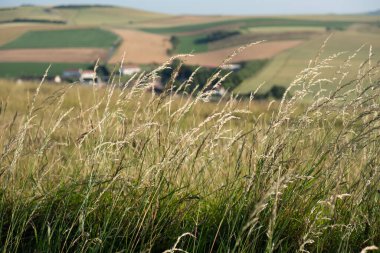 Cap Blanc-Nez, Escalles, Pas-de-Calais, Hauts-de-France, Fransa, 29 Temmuz 2025, Lush, canlı yeşil çimenler sakin, sakin kırsal bir bölgede yavaşça salınıyor, barışçıl bir atmosfer yaratıyor.