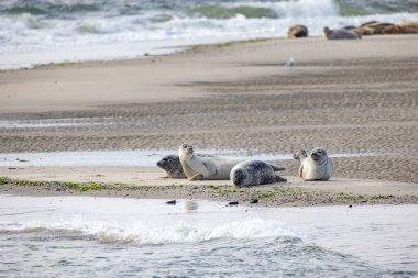 Eierland, De Cocksdorp, Texel, Hollanda, 28 Ekim 2024, Seals güzel bir kumsalda dinleniyor, etraflarındaki manzaralı sahil ortamının tadını çıkarıyorlar.