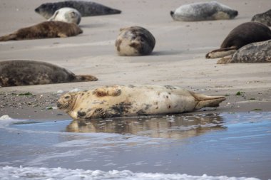 Eierland, De Cocksdorp, Texel, Hollanda, 28 Ekim 2024 'te foklar kumlu bir plajda huzur içinde güneşlenerek doğal ortamlarında çeşitli deniz yaban hayatını sergiliyorlar.