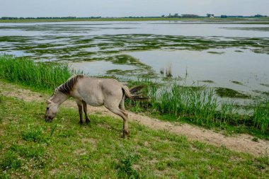 Bataklık yolunda yürüyen küçük at, uzak sulak araziler ve dolambaçlı patika, ayağının altındaki yumuşak çimler ve dağınık sazlıklar, açık gökyüzü