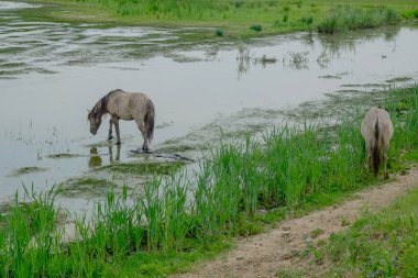 Sığ sularda otlayan iki at, sazlıklar boyunca yiyecek arayan çift, kırsal dostluğu ve kırsal kesimi çağrıştıran çiftler.