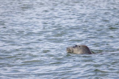 Meraklı bir fok, neşeyle kafasını sakin suyun üzerine çıkararak huzurlu su ortamını zevkle keşfeder.