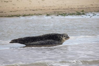 Huzurlu ve huzurlu bir anda bir fok sahilin kenarındaki sularda zarifçe dinlenirken yakalanır.