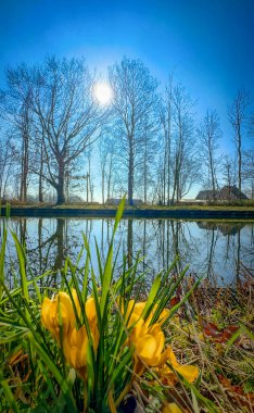 Canlı sarı çiçekleri ve huzurlu bir gölete yansıyan huzur dolu bir bahar manzarası.