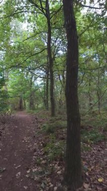 Rijkevorsel, Antwerpse Kempen, Belçika, Oak Yolu Sahnesi, Ormanlık alanın canlı tasviri Açık alan arayışları ve keşifleri ile ilgilenen karakterler