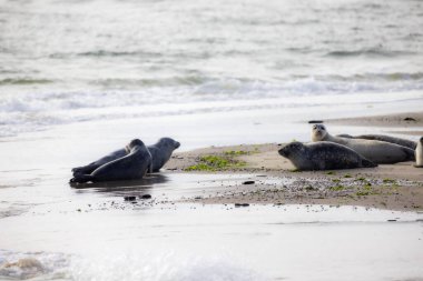 Eierland, De Cocksdorp, Texel, Hollanda, 28 Ekim 2024, sakin bir sahne fokları tasvir ediyor ılık kumsalda uzanan, yumuşak okyanus dalgalarının yanında güneşlenen
