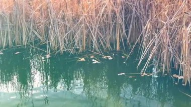 Altın saat sazlıklar bataklık yansıması, güneş ışığı hala yeşil sularda parlıyor, çamurlu kıyılar boyunca kuru kahverengi kuyruklar, yumuşak dalgalar.