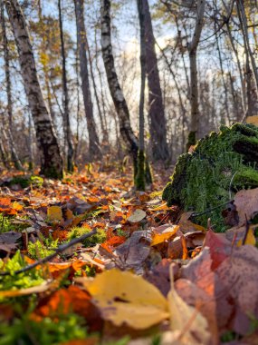 Sonbahar huş ağacı zemininde rengarenk yapraklar, yosun parçacıkları ve sıcak arka planda aydınlanan güneş ışığı ve kremalı perspektif var.