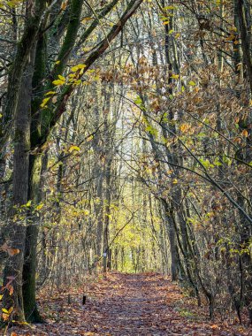 Yapraklı Orman Koridoru Temizliğe, Kanopi Filtreli Işık Yönlendirici Viraj Yolu, Yumuşak Yaprak Kiri