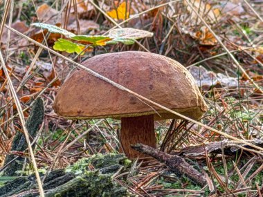 Çam iğneleri arasında yapayalnız kahverengi mantar desenli başlık ve sağlam gövde, sonbahar ışığı, yosun ile nemli orman zeminini gösterir.