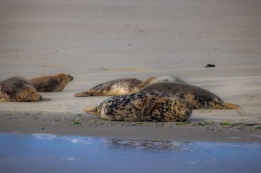 Eierland, De Cocksdorp, Texel, Hollanda, 28 Ekim 2024, bir grup fok huzur içinde dinleniyor ve güzel kumlu bir sahilde dinleniyor.