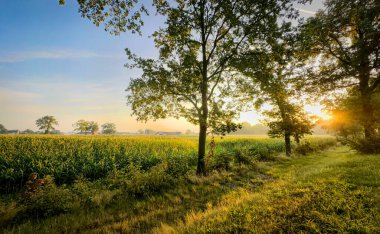 Canlı tarlaların yanında verimli ağaçların sergilendiği sakin ve sakin bir günbatımı sahnesi, doğal temalı projeler için ideal.