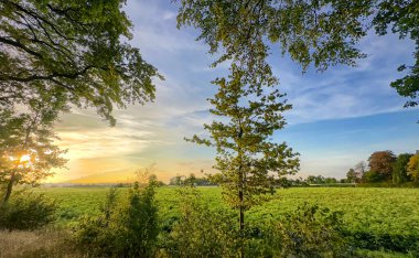 Açık ufukta yalnız meşe ağacı olan güneşli bir tarla, otlakta yumuşak altın bir ışık, uzun otların arasında hafif bir esinti, pastoral manzara