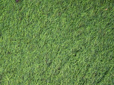 yeşil çim dokusu