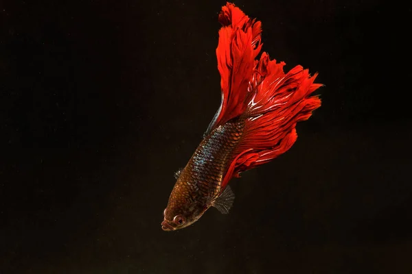 Bojownik Siamese Fighting Fish Betta Splendens Red Siamese Fighting Fish — Stock Photo, Image