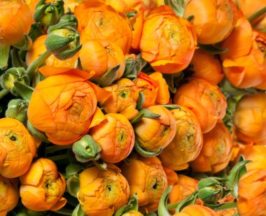 portakal çiçekleri arka plan