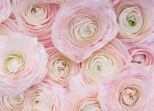 Achtergrond van delicate roze bloemen. — Stockfoto