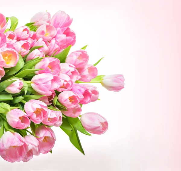 Spring Tulip Flowers — Stock Photo, Image