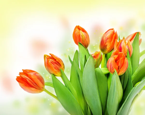 Bunga tulip musim semi — Stok Foto