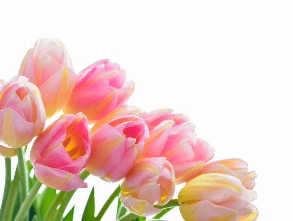 Spring Tulip Flowers White Kumpulan Tulip Tulip Pink — Stok Foto