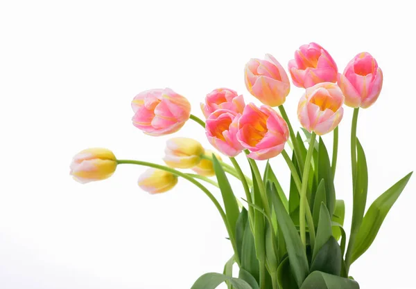 春チューリップ白い上に花を咲かせます チューリップだ ピンクチューリップ — ストック写真