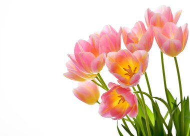 Bahar lale çiçekleri beyazdan önce gelir. Lale sürüsü. Pembe laleler.