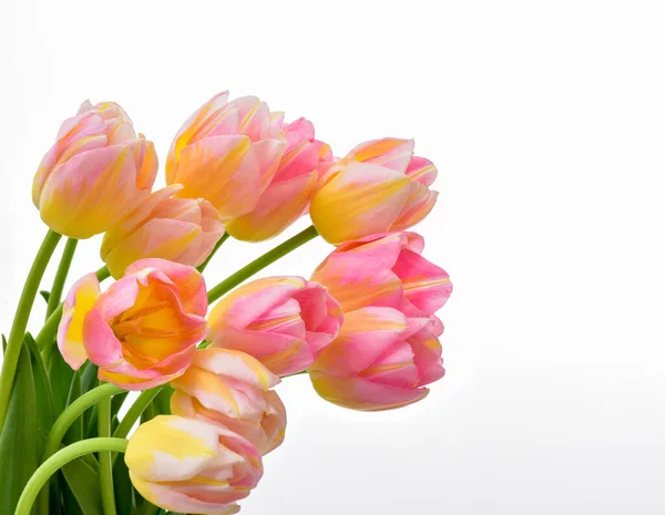 Primavera Tulipán Flores Sobre Blanco Manojo Tulipanes Tulipanes Rosados — Foto de Stock