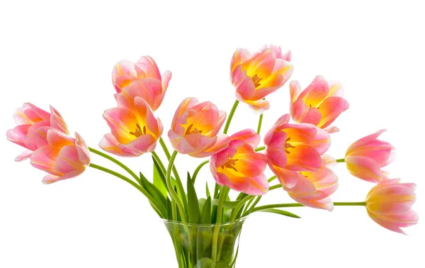 Frühling Tulpenblüten Über Weiß Tulpenstrauß Pinkfarbene Tulpen — Stockfoto