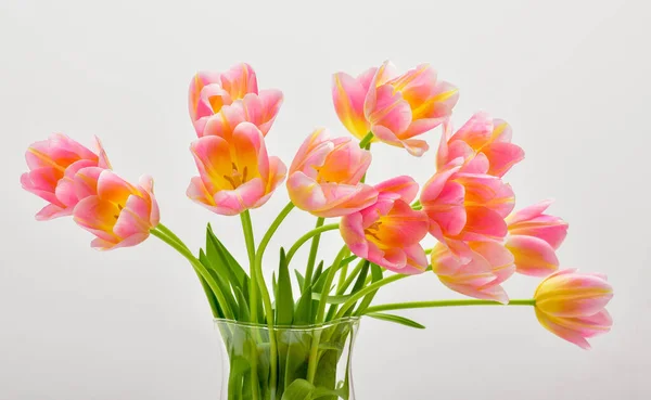 Vårtulpan Blommor Över Vitt Tulpaner Rosa Tulpaner — Stockfoto