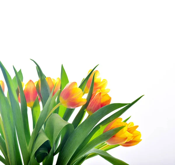 Spring Tulip Flowers Sekelompok Tulip — Stok Foto